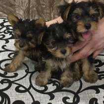 Йорики Миники, в Самаре