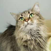 Послушная Амалия в поисках лучшей семьи, в Москве