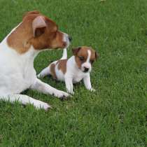 Джек расел Псков, в Пскове