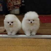 Щенки померанского шпица 2.5мес, в Санкт-Петербурге