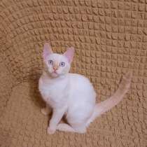 Котёнок тайской (сиамской) породы, девочка, 4 месяца, ред, в г.Луганск