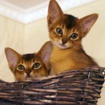 Абиссинские красотки, в Туле