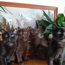 Продаются милые британские короткошерстные котята, в г.Лимбург-на-Лане