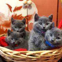 Британские котята, в Москве