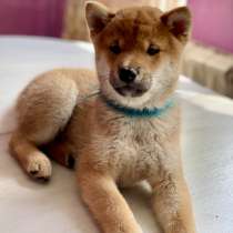 Продам щенка Сиба ину, в Москве