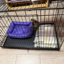 Шпиц-померанский, в Казани