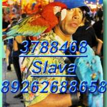 Элитпопугаи, чудные птицы продам Клетки., в Москве