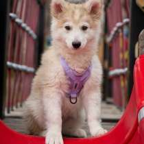 Ищет дом маленькое чудо — Лунтик, щенок 2 месяца!, в Москве