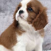 Кавалер кинг чарльз спаниель мальчик бленхейм, в Санкт-Петербурге