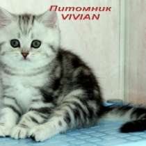 Британские котята мраморного окраса, в Москве