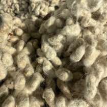 Семена хлопка (хлопковая семечка). Казахстан, в Москве