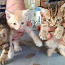 Шотландские прямоухие, в Краснодаре