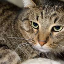 Прелестный котик Ясон, в Москве