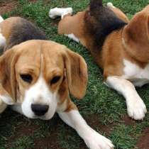 Бигль Кызыл, в Кызыле