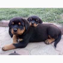 Ротвейлер Тюмени, в Тюмени