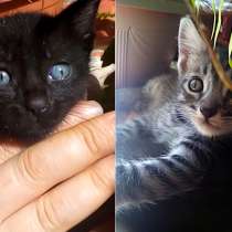 Котята Севастополь: Чудные Тигрята в Добрые Руки, в Севастополе