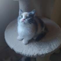 Mini gatitos munchkin, в г.Zarandona