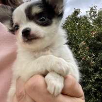 Chihuahua puppy boy, в г.Boiling Springs