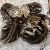 Котята, в Казани