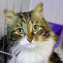 Стойкий Уильям в ожидании любящей семьи, в Москве