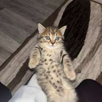 Котята, в Кемерове