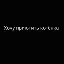 Хочу приютить котика ❗️, в г.Кишинёв