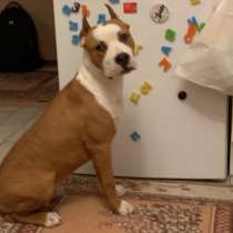 Найдена собака, щенок, в Ростове-на-Дону