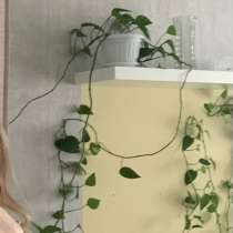 Комнатные растения, в Уфе