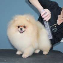 Померанский шпиц, в Березниках