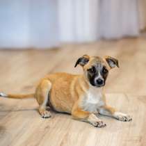 Комочек ласки и нежности Лизи ищет дом, в Москве