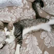 Котёнок Кит в дар, в Москве