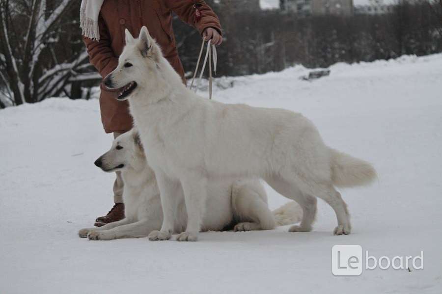 Белая Швейцарская Овчарка Купить Москва