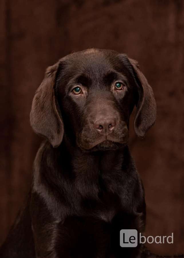 Labrador Retriver Shokolad V G Frankfurt Na Majne