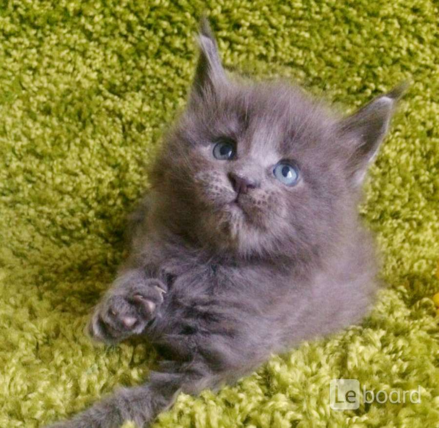 Котята Мейн Кун Купить В Туле