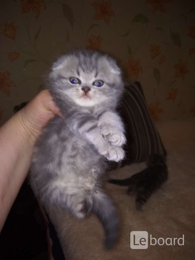 Купить Котенка Шотландца В Ачинске